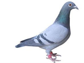 武汉鸽子最新爆料视频,揭秘视频背后的惊人真相